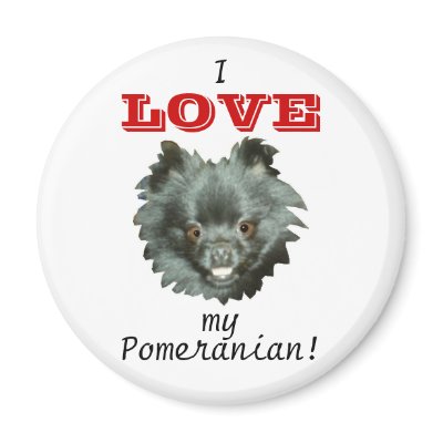Black Pomeranian-I LOVE my Pomeranian! Refrigerator Magnets by tyslilgrl
