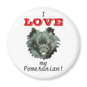 Black Pomeranian-I LOVE my Pomeranian! magnets