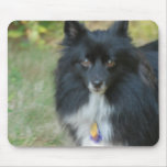 Black Pomeranian  Mouse Pad