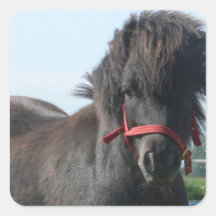 Black Pony  Stickers