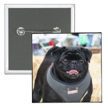 Black Pug Button