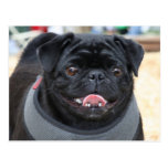 Black Pug Dog Postcards