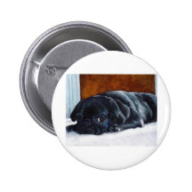 Black Pug Puppy Button