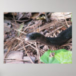 Black Racer Hunting Print