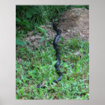 Black Racer Kinked Posture Print