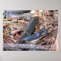 Black Racer Sensing posters