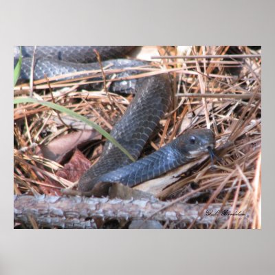 Black Racer Sensing Poster by naturegirl7