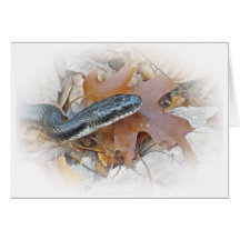 Black Rat Snake - Elaphe obsoleta obsoleta Greeting Card