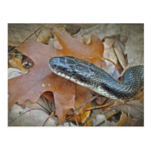 Black Rat Snake - Elaphe obsoleta obsoleta Postcards