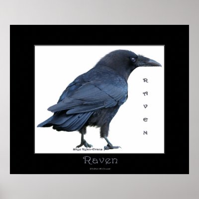 BLACK RAVEN Art Poster by RavenSpiritPrints