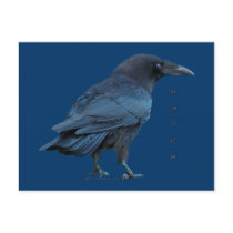Black Raven III Postcard Sereis