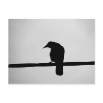 black raven post cards