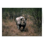 Black Rhino Card