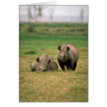 Black Rhino - Mother With Large Calf Card