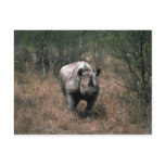 Black Rhino Post Card