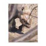 Black Rhino