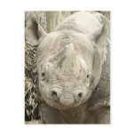 Black Rhinoceros Postcard