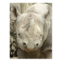 Black Rhinoceros Postcard