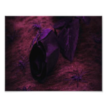 Black Rose Art Photo
