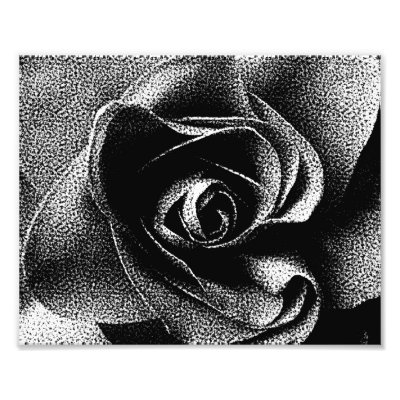 BLACK ROSE PHOTOGRAPHIC PRINT by thewildside