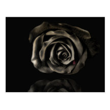 Black rose post card