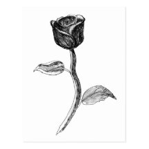 Black Rose. Post Cards