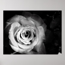 Black Rose Poster