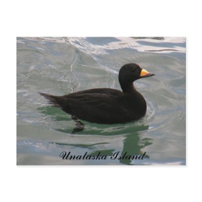Black Scoter Duck, Unalaska Island Postcard by mistlebee