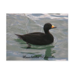 Black Scoter Duck, Unalaska Island postcards
