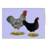 Black Sex-linked Chickens Cards