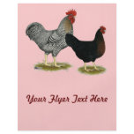 Black Sex-linked Chickens Personalized Flyer