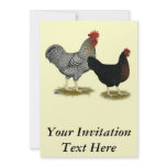 Black Sex-linked Chickens Personalized Announcement