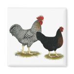 Black Sex-linked Chickens Refrigerator Magnet