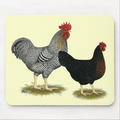 Black Sex-linked Chickens Mousepads by diane_jacky