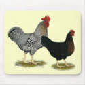 Black Sex-linked Chickens mousepads