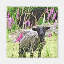Black Sheep Magnet