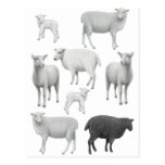 Black Sheep Postcard