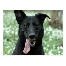 Black Shepherd Postcard