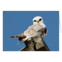 Black shouldered kite cards