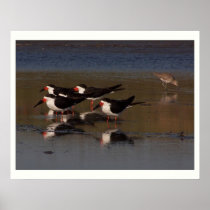 Black Skimmer Birds Print