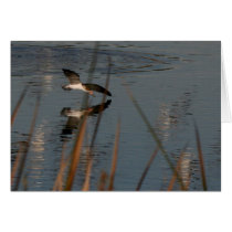 Black Skimmer Card