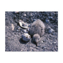 Black skimmer chick and egg in nest post card
