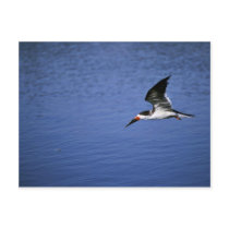 Black skimmer postcards