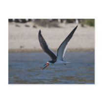 Black Skimmer Post Cards