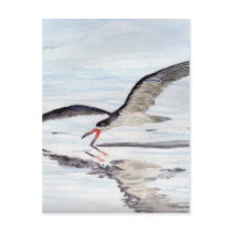 Black Skimmer Postcards