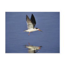 Black skimmer post cards