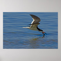 Black Skimmer Poster