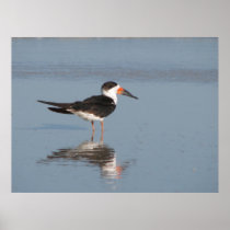Black Skimmer Print