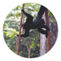 Black spider monkey (Ateles paniscus paniscus) Round Sticker