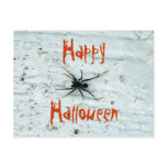Black Spider Postcard